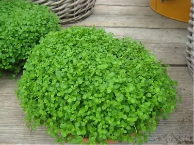 Herb - Mentha Requienii - Corsican Mint - Mint Mini - 50 Pelleted Seed • £7.35