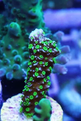 Tubbs Stellata Montipora Zoanthids Paly Zoa SPS LPS Corals WYSIWYG • $4.99