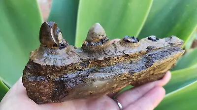 *RARE* 6.25  Globidens Dentary Jaw Section W/ Rooted Tooth - TX Mosasaur Fossil • $1240.99