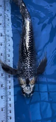 25” Matsuba Butterfly Koi Male For Sale_ AKA_Koi_japan • $950