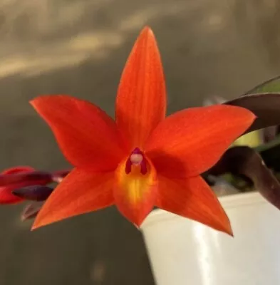 MINI ~ Cattleya Orchid ~ C. Bright Spark 'Precious 1' ~ 2  Pot ~ Near Bloom Size • $19.99