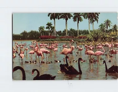 Postcard Flamingos And Swans On The Infield Lake Miami Florida USA • $3.49