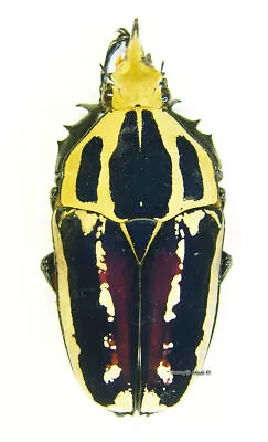 Unmounted Beetle/Cetoniidae - Mecynorrhina Torquata Ugandensis BLUE Male 3 • $28.77