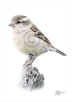 £9.99 • Buy SPARROW Female Colour Pencil Drawing Print A4 / A3 Signed By UK Artist Bird Art