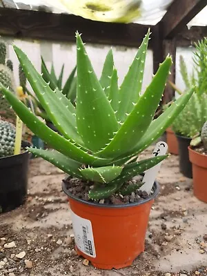 Aloe Vera “Medicinal Aloe”plant • £15