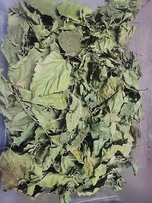 40 Pcs  Organic White Dried Mulberry Leaf 桑叶  Herbal Tea silkworms  Shrimp   • $13.99