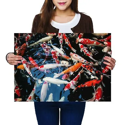 A2 - Koi Carp Pond Fish Japanese Poster 59.4X42cm280gsm #21766 • £11.99