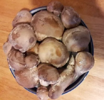 SHIITAKE  Mushroom Spores Spawn/mycelium (on Dry Seeds) • $9