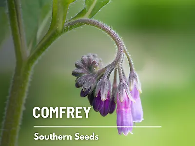 Comfrey - 20 Seeds - Medicinal Herb - GMO Free (Symphytum Officinale) • $12.99