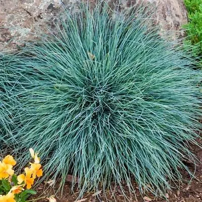 £7.85 • Buy 3x Festuca Glauca Blue Fescue Plug Plants Grass Perennial - 24HR DISPATCH