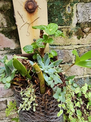 $5 • Buy Mixed Plants, Succulents, Native Orchid, Etc