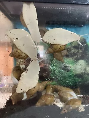 £6 • Buy 2 X Fulica Albino Giant African Land Snail 5-6cm Shell Size