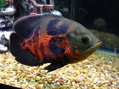 1 Oscar (1.5 - 2.5 ) Live Fish Red Tiger Black • $20.95