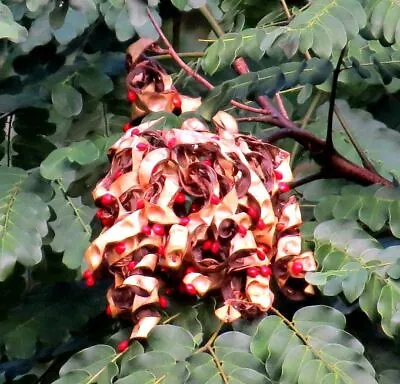 Adenanthera Pavonina RED SANDALWOOD Or BEAD TREE - Exotic! Seeds • $4.99