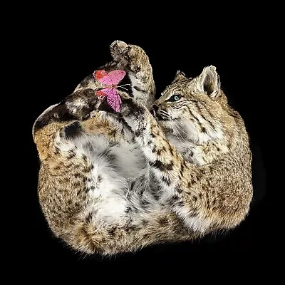 BR24b  Bobcat & Butterfly Taxidermy Oddities Curiosities Collectible Full Mount • $599.99