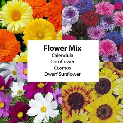 8 X Beautiful Flower Mix Plug Plants Calendula Cornflower Cosmos Sunflower • £13.95