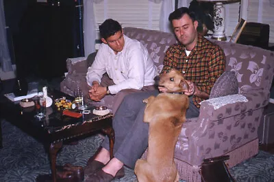 1950s Red Border Kodachrome Slide Handsome Men On Pink Sofa Petting Dog • $23.99