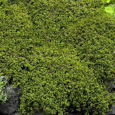 £4.95 • Buy Muehlenbeckia Complexa - Necklace Vine,supplied As 9cm Pots  