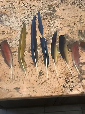 17 Macaw Feathers- Blue And Gold And Green Wing. 3 In. To 22 In. • $25