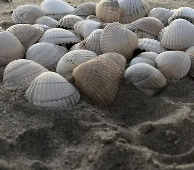 1kg Various Natural Cockle Beach Sea Shells Craft Wedding Decor Aquarium 5-10cm • £9.99
