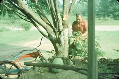 1961 Man Sawing Tree Branches With Chainsaw #2 Red Bike 60s Vintage 35mm Slide • $11.96