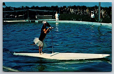 Vintage Postcard FL Marineland Dog Riding Surfboard Pulled By Porpoise ~10748 • $2.19