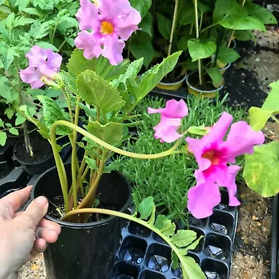 2 X Incarvillea Delavayi Or Hardy Gloxinia Tubers (Pink) Free UK Postage • £15.50