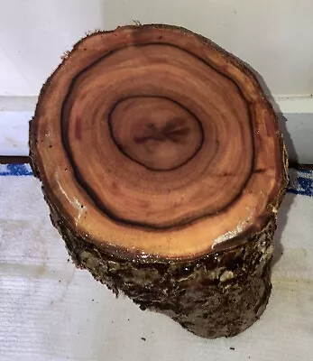 One Large Hawaiian Milo Wood Log~10 X 7  ~ Bowl Turning (#93) • $42