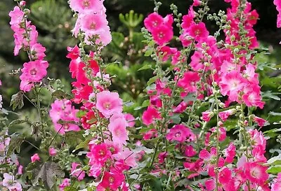 Pink Hollyhock Seeds Cottage Garden Alcea Rosea 30 Great For Bees • £0.99