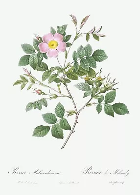 Malmedy Rose Les Roses By Pierre Joseph Redouté Print Repro • $129.95