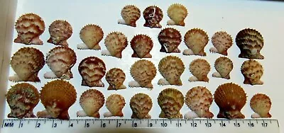 $6.50 • Buy 30 Mini Scallop Shells 1/4   1/2  Rough Scallop Sailors Valentine Crafts Wow!