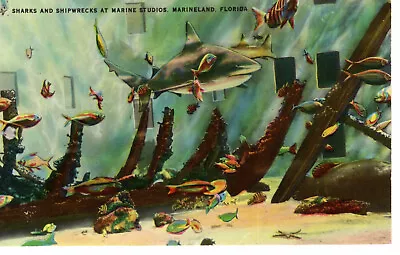 Vintage Postcard FL Marineland Marine Studios Sharks Shipwreck -1621 • $1.93