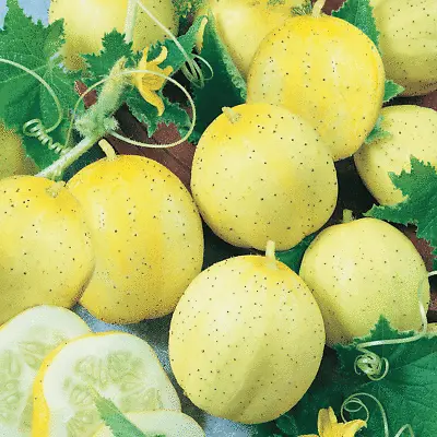 Lemon Cucumber Seeds 50+ Vegetable Garden Heirloom NON-GMO USA FREE SHIPPING • $2.45