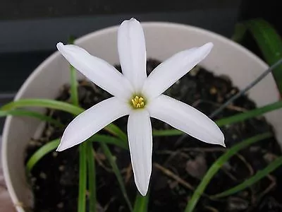 Rain Lily Zephyranthes Labufarosea Itsy Bitsy 2 Bulbs NEW Habranthus • $18