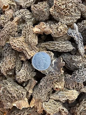 New Whole Dried Morel Mushrooms 16 Oz Free Shipping • $105