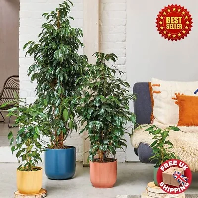 Large 3 Ft Tall Exotic Tree Ficus Benjamina Weeping Fig Indoor Plant In 4L Pot • £39.98