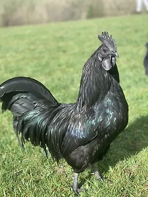 Rare Breed Ayam Cemani Chicken Hatching Eggs X6 • £18