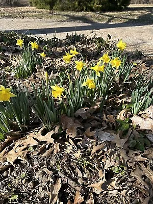 10  Jonquil Mixed Daffodil Bulbs Spectacular Blooms..Please.Check Store • $13.95