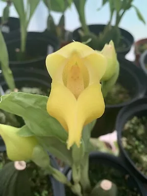 $50 • Buy Species Orchid Flask - Anguloa Dubia