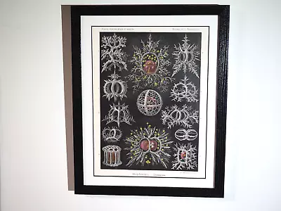 Ernst Haeckel (Art Forms In Nature) 1905 Lithograph Russian Version Framed • $149