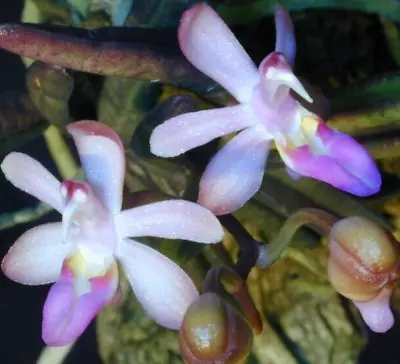 IN SPIKE - Stereochilus Dalatensis - Small Pink/purple Flowers On A Mini • $32
