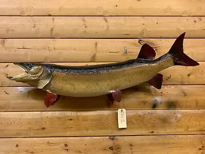 Real Skin Mount Musky Northern Pike Walleye Muskey Fish Taxidermy FM1 • $499