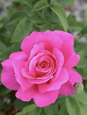 Perfume Delight Rose Bush Live Starter Plant HYBRID T!  Bare Root!!! • $29.99