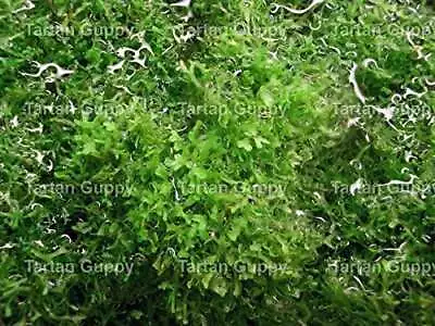 £14.98 • Buy Large 20g Portions Of Crystalwort - Riccia Fluitans - Great Floating Plant Fo...