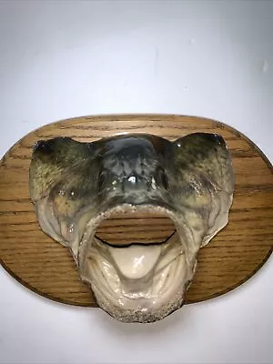 Vintage Rare Fish Head Large Mouth Bass - Mount Skull Taxidermy • $89.99