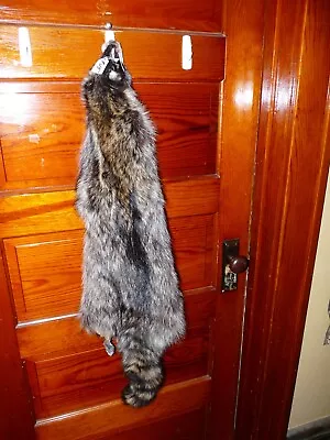 HUGE BEAUTIFUL Tanned RACCOON 4 FEET CLAW FUR PELT TAXIDERMY R15 CABIN HAT DECOR • $60