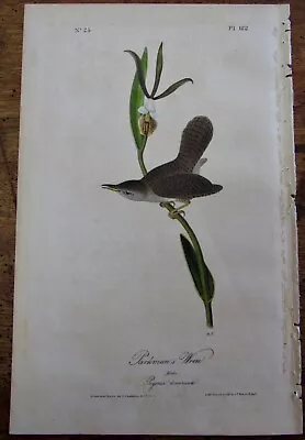 Parkmans Wren Male Audubon 1st Edition 1840 Hand Colored  Litho J.t.bowen • $64.95