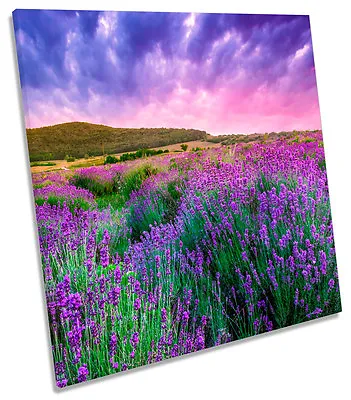 Summer Lavender Field Sunset SQUARE CANVAS WALL ART Boxed Framed • £26.99