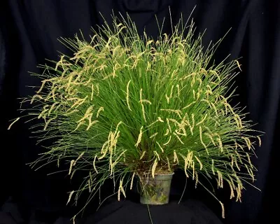 Orchid Plant Dendrochilum Tenellum • $22