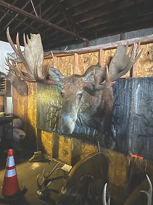 Moosehead Shoulder Mount Taxidermy Huge Alaskan Yukon Bull • $6000